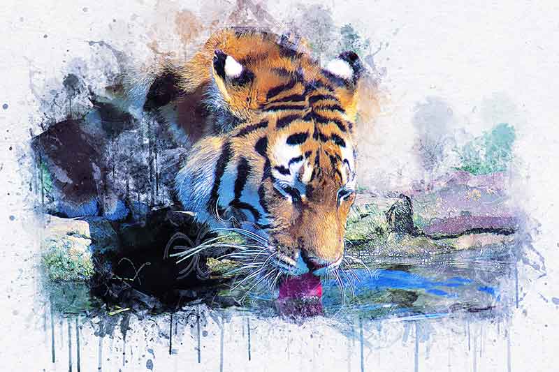 Chinese Astrology water tiger 2022