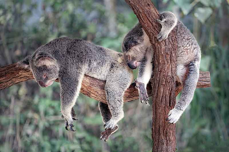 feng-shui-to-sleep-better-koala